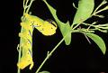 acherontia atropos chenille